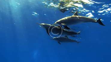 Exclusive Program: Diving with Dolphins!